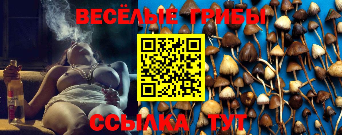 Псилоцибиновые грибы Psilocybe  Вход с VPN  Мичуринск 